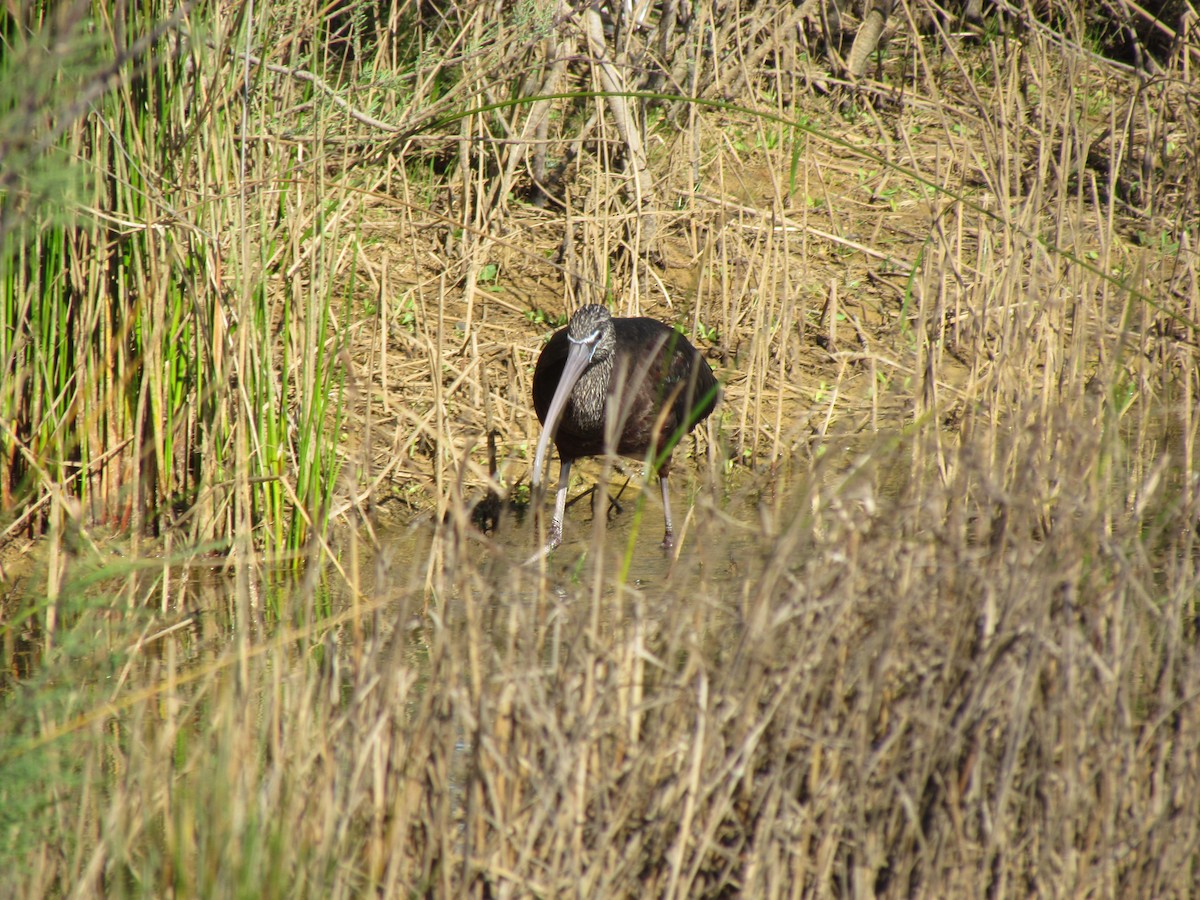 Glossy Ibis - Guillaume Réthoré