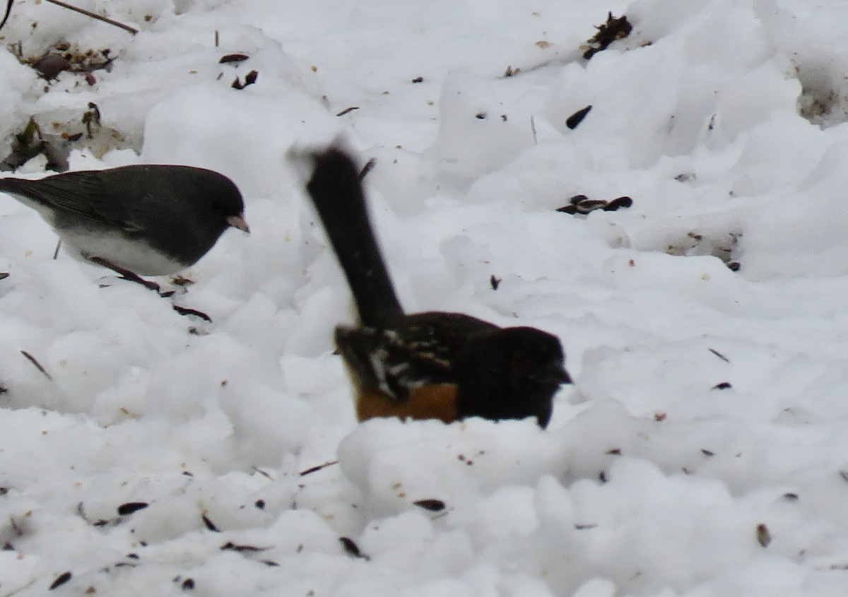 Spotted Towhee - ML213172901