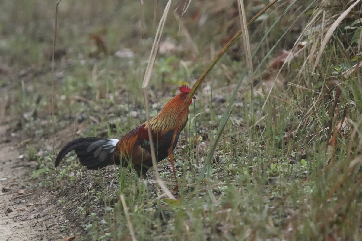 Red Junglefowl - ML213172981