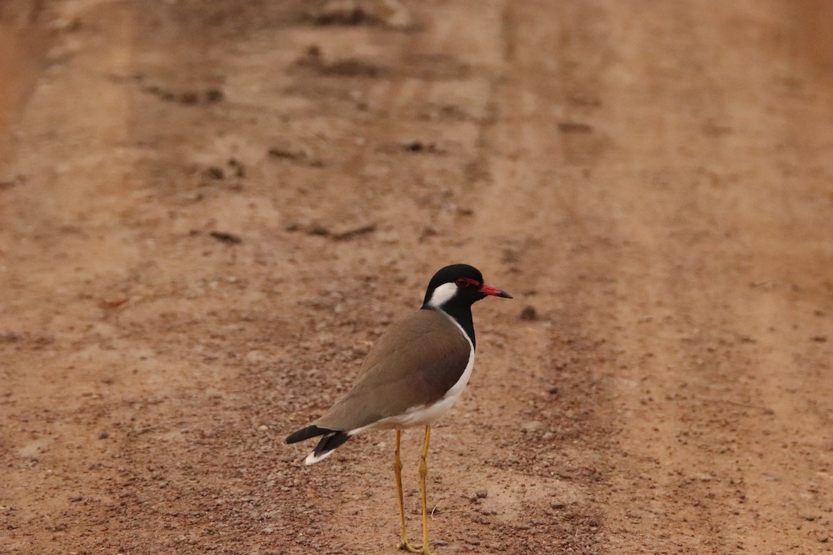 Red-wattled Lapwing - ML213173031