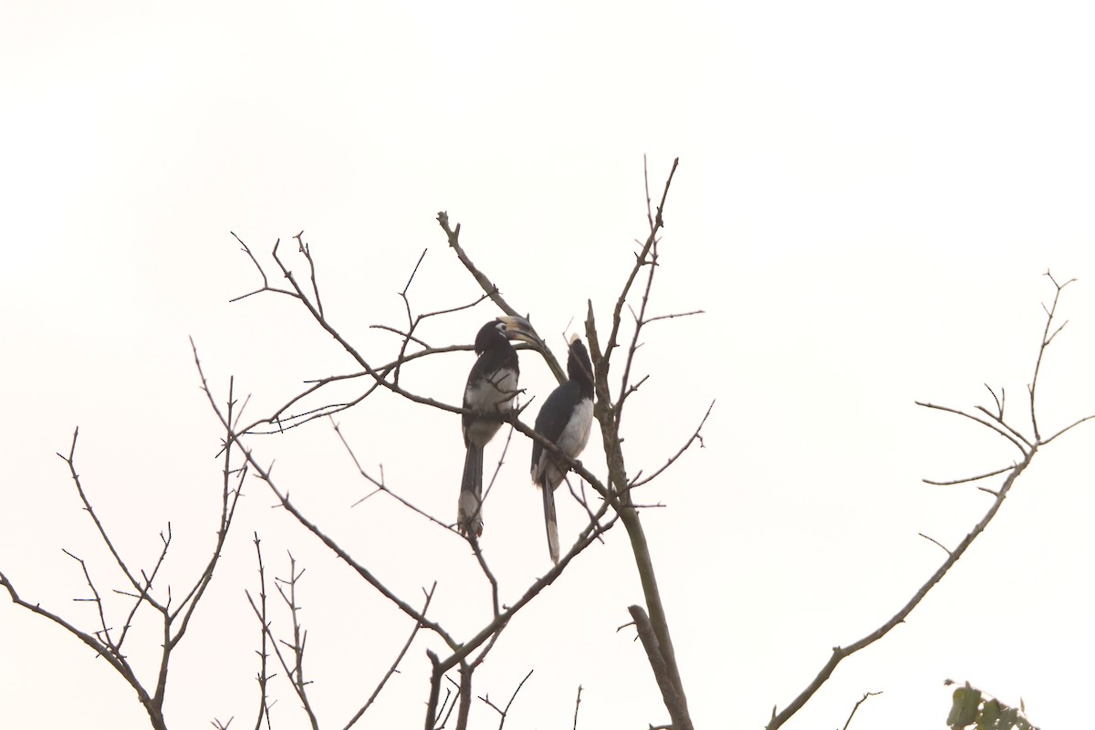 Oriental Pied-Hornbill - ML213173061