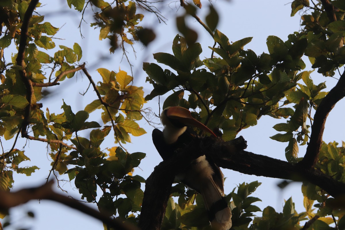 Great Hornbill - Praveen H N