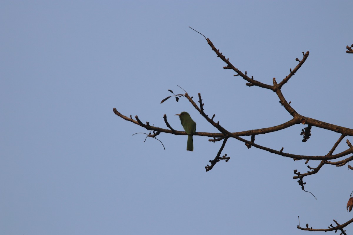 Blue-bearded Bee-eater - ML213173091