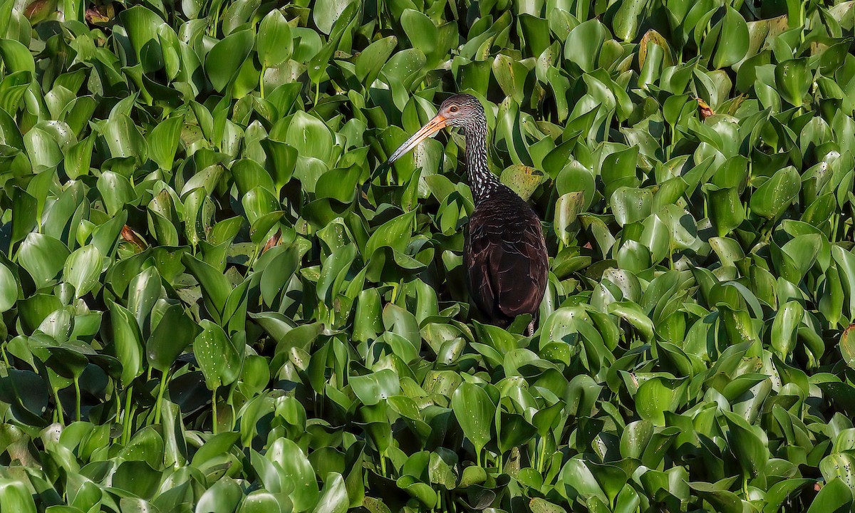 Limpkin - ML213173341