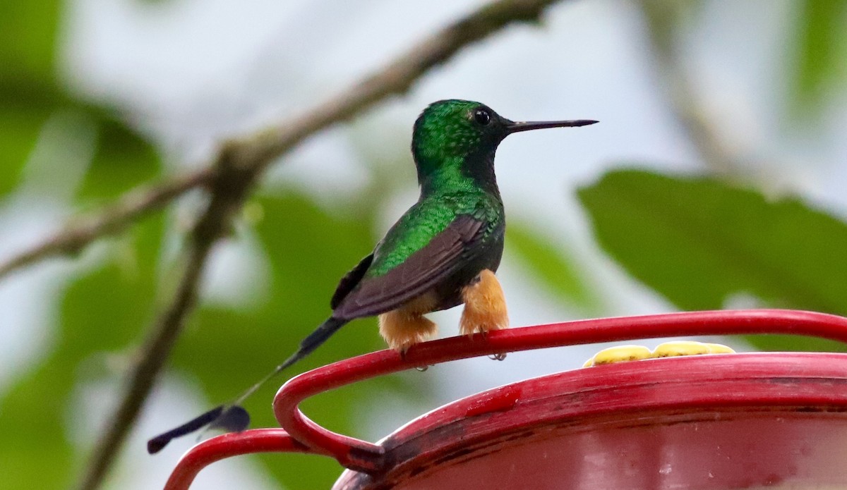 Peruvian Racket-tail - Anthony Collerton