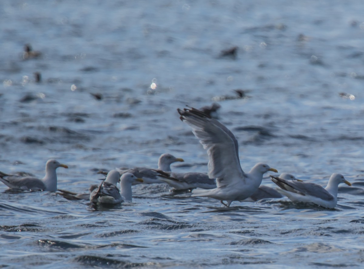 goéland ou mouette sp. - ML213174351