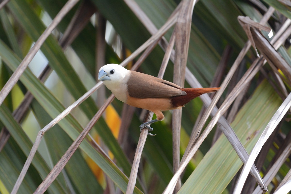Pale-headed Munia - Ari Noviyono