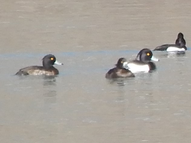 Tufted Duck - ML213175071