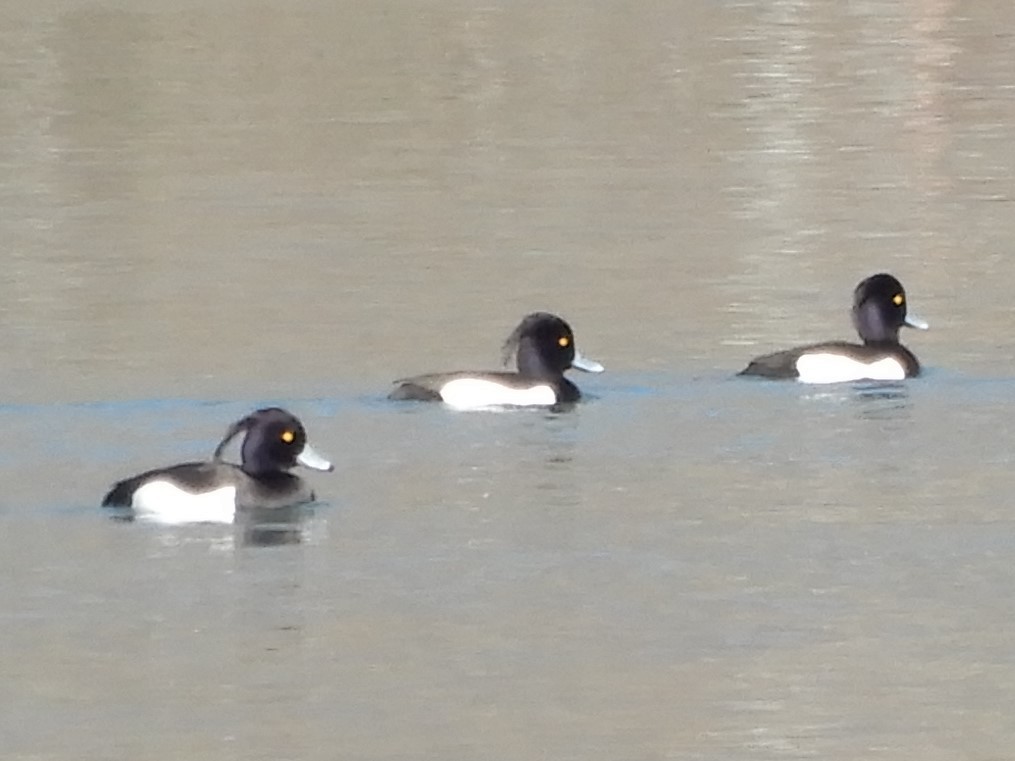 Tufted Duck - ML213175241