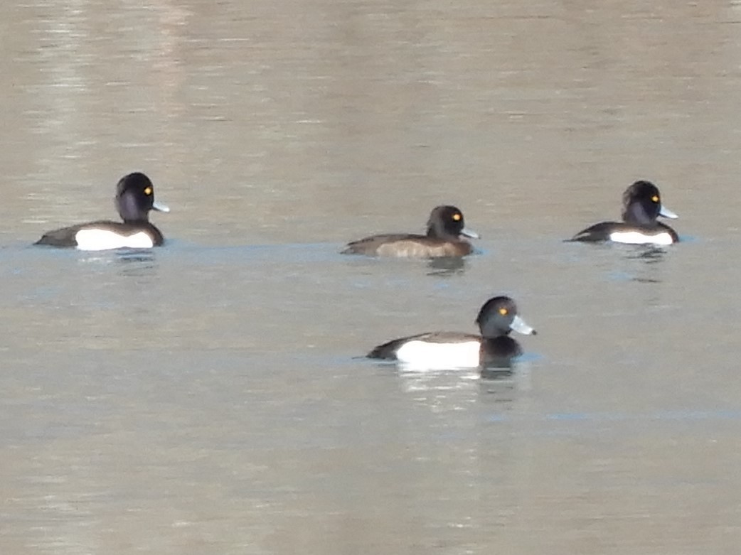 Tufted Duck - ML213175311