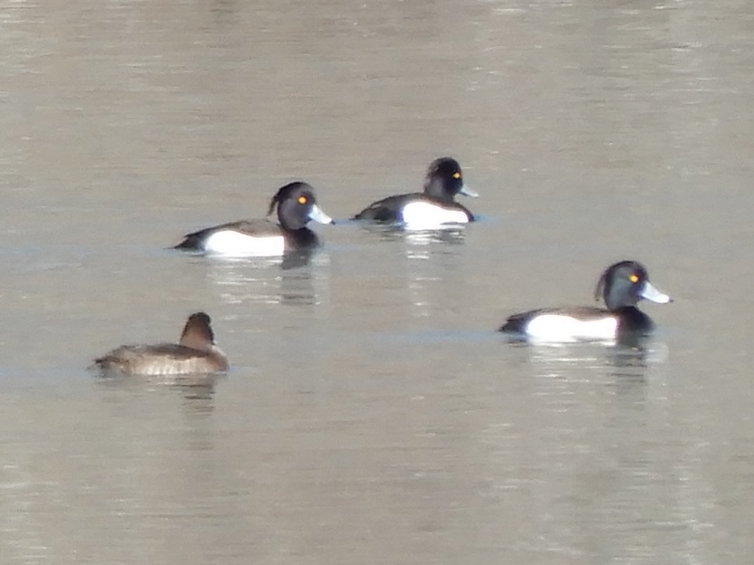 Tufted Duck - ML213175361