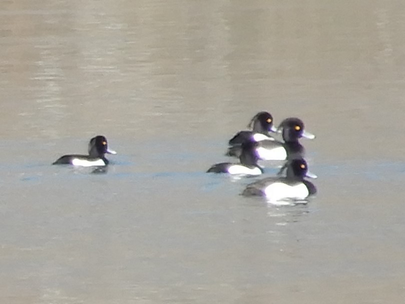 Tufted Duck - ML213175371