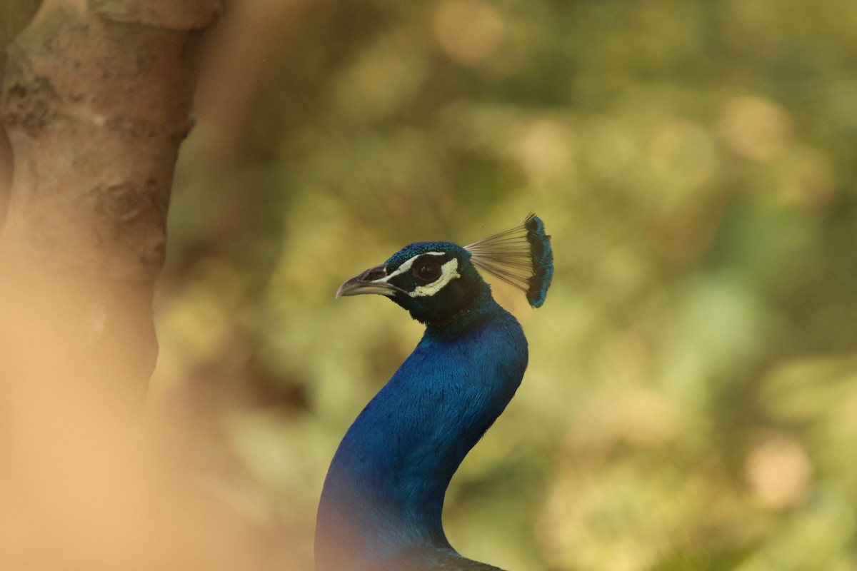 Indian Peafowl - ML213175451