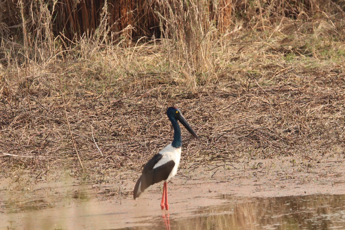 Black-necked Stork - ML213175501