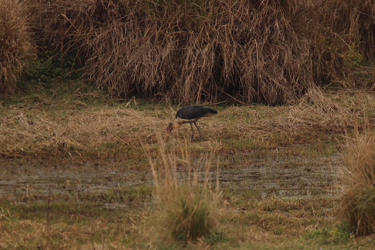 Lesser Adjutant - ML213175591