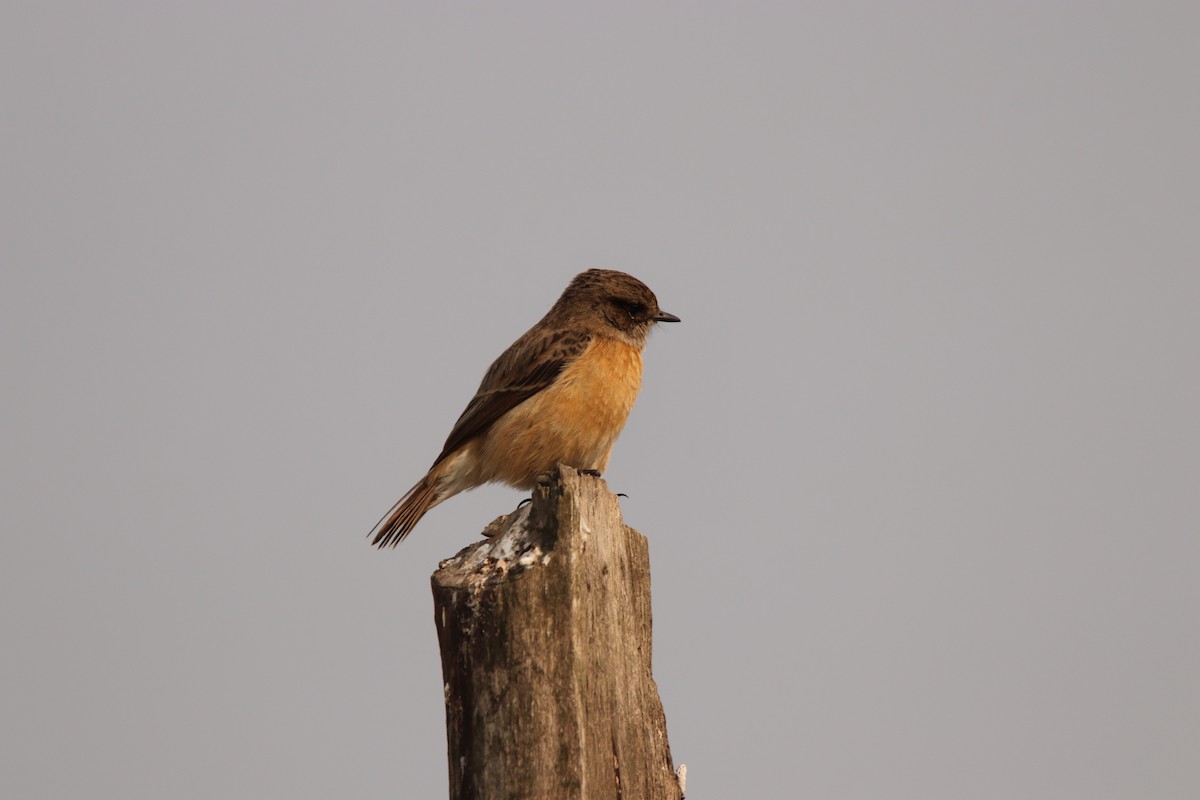 Siberian Stonechat - ML213175721