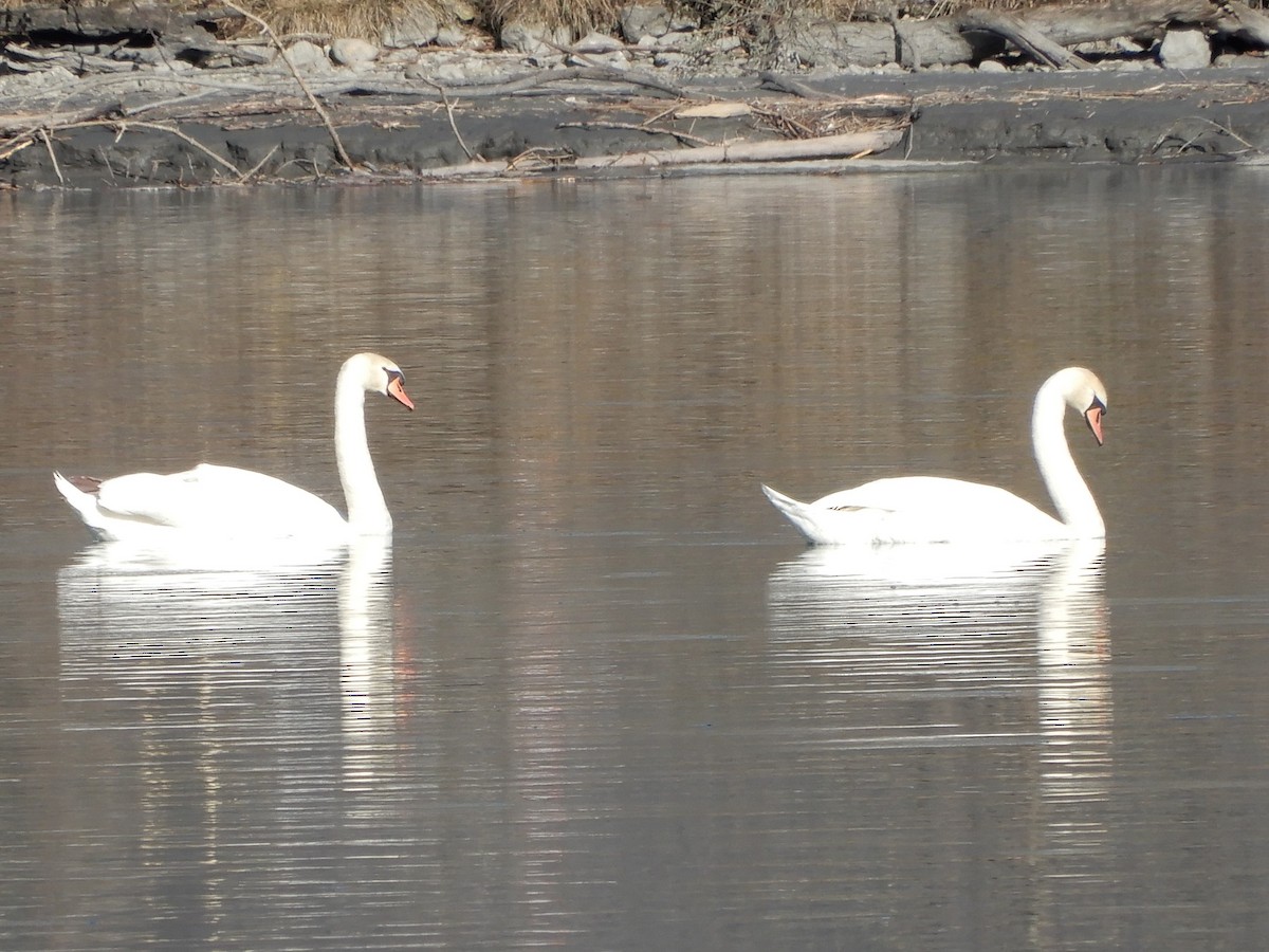 Mute Swan - ML213176231