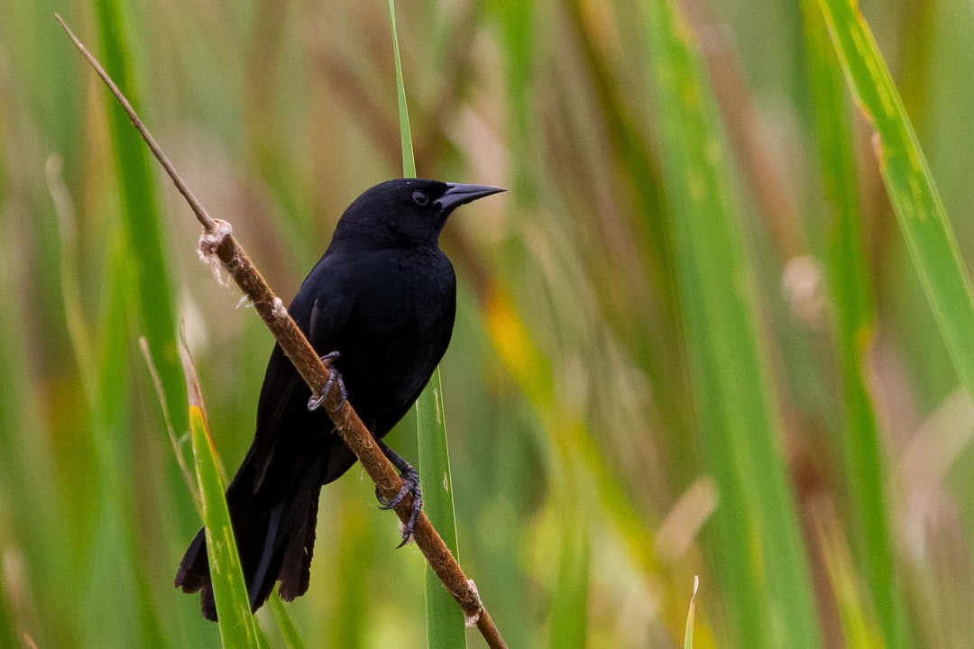 Unicolored Blackbird - LAERTE CARDIM