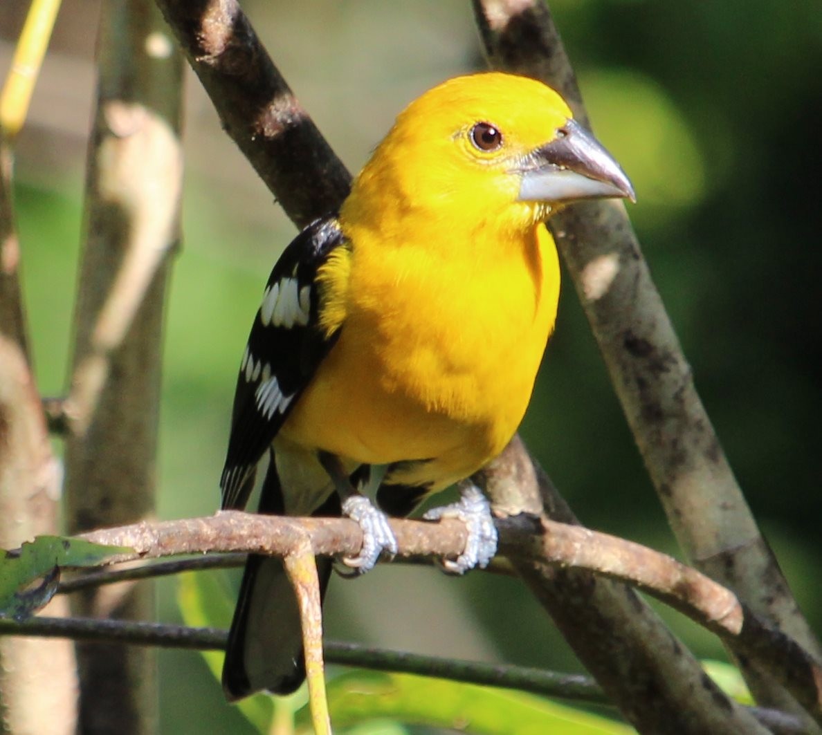 Yellow Grosbeak - ML213183171