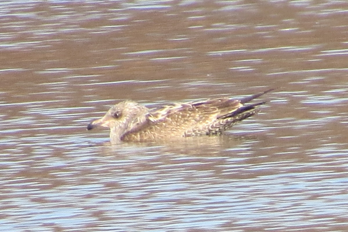 Herring Gull - ML213183541