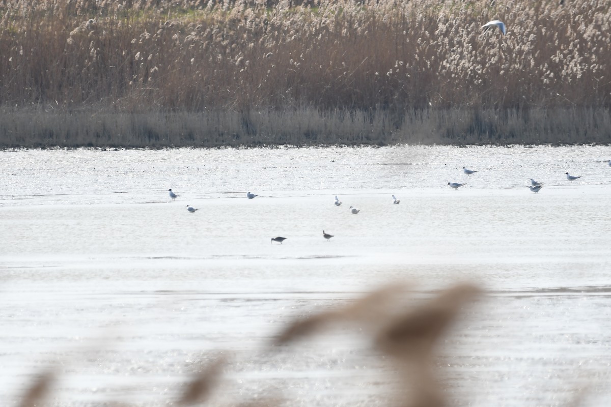 Black-tailed Godwit - ML213183791