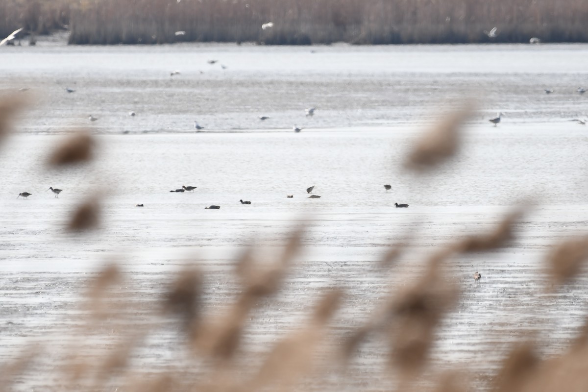 Black-tailed Godwit - ML213183871