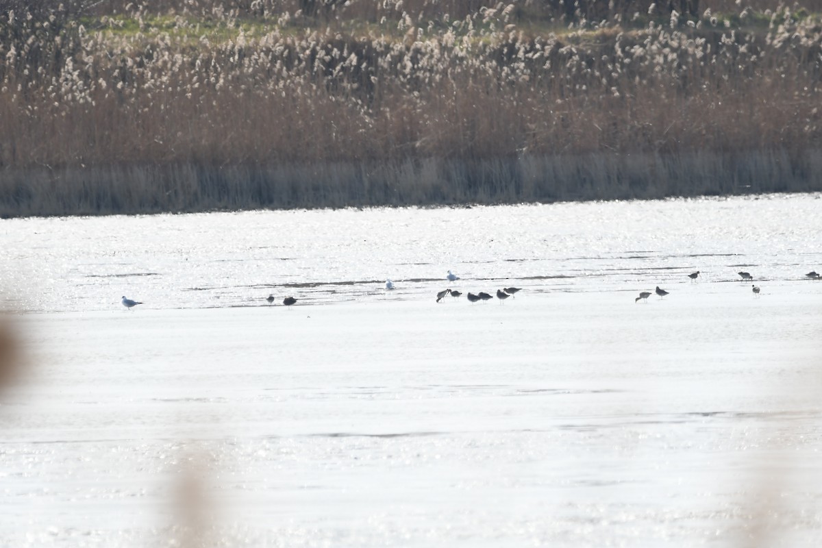 Black-tailed Godwit - ML213183901