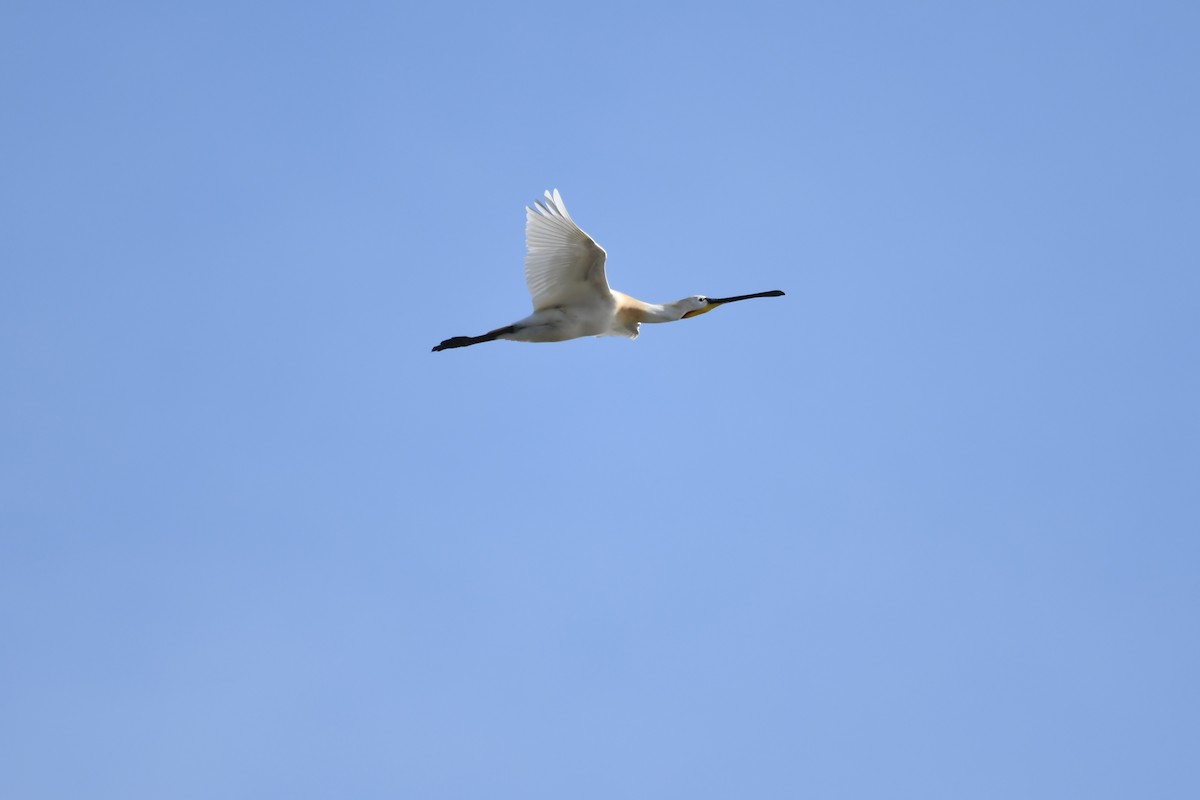 Eurasian Spoonbill - Василий Калиниченко