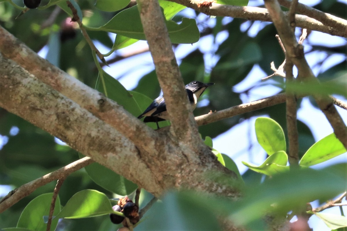 Cambodian Flowerpecker - Chuck Gates