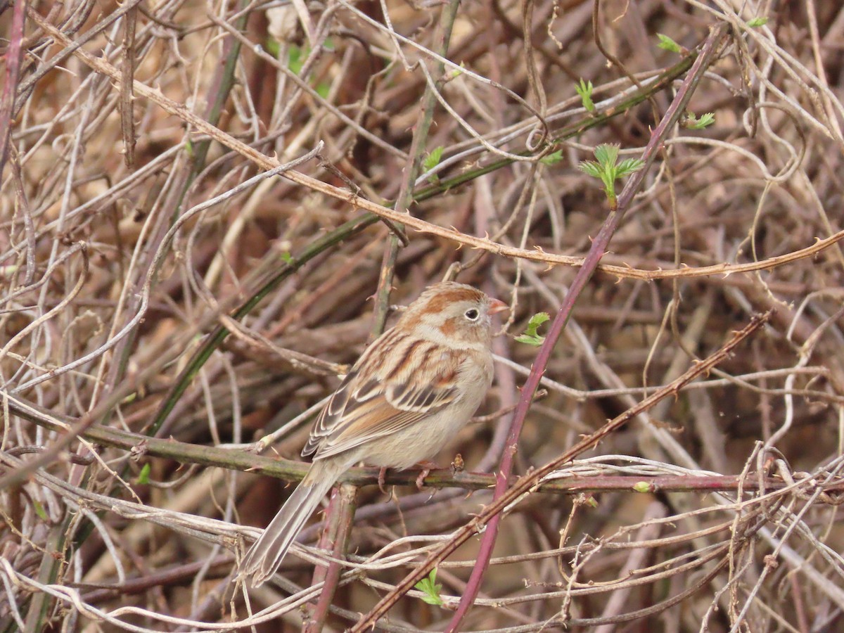 Field Sparrow - ML213184671