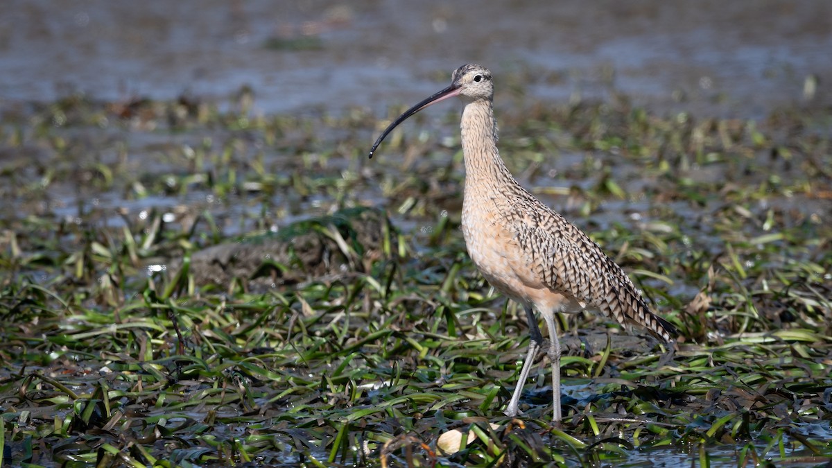 Long-billed Curlew - ML213184711