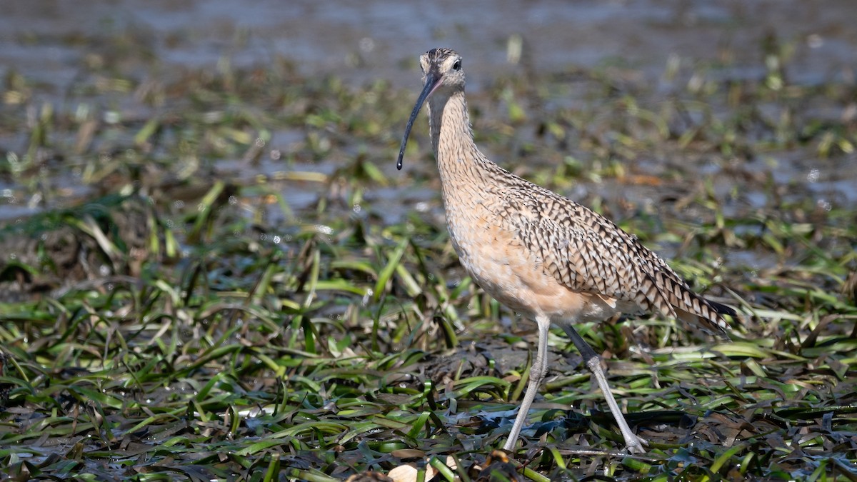 Long-billed Curlew - ML213184741