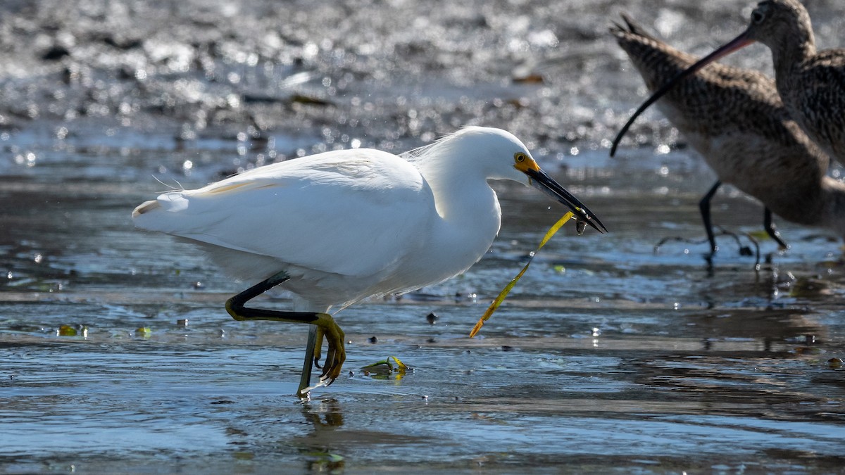 Snowy Egret - ML213184911