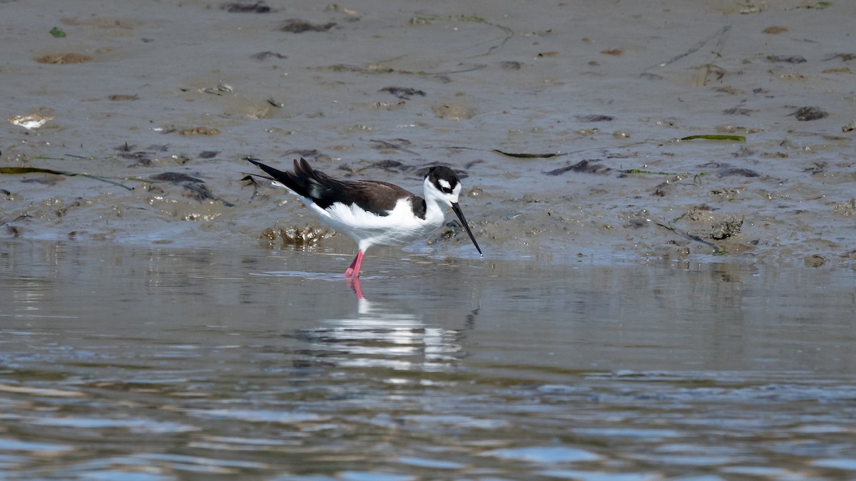 Black-necked Stilt - ML213185041