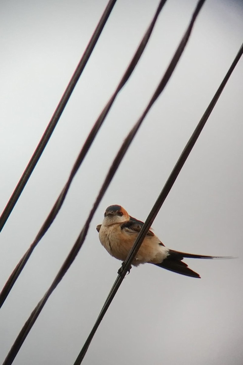 Red-rumped Swallow - ML213185151