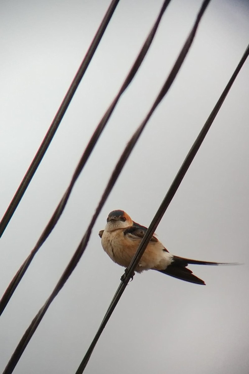 Golondrina Dáurica - ML213185151