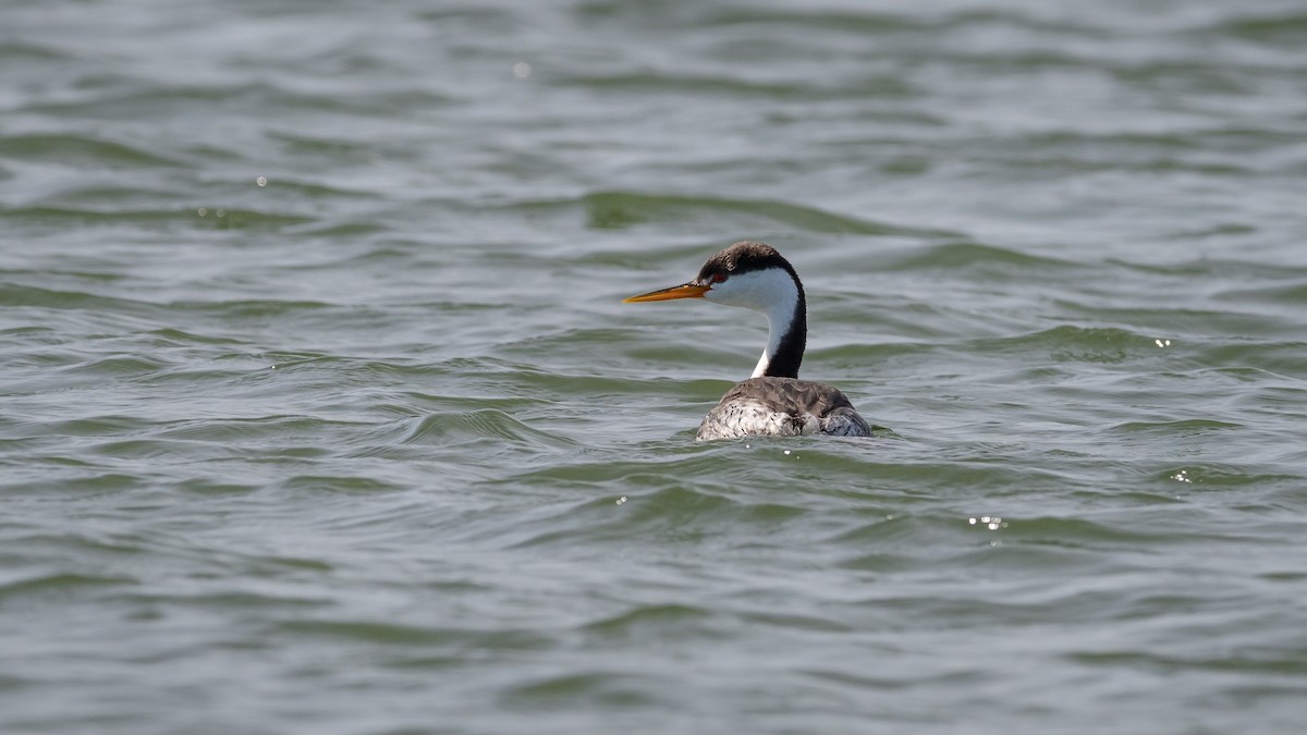 Clark's Grebe - ML213185671