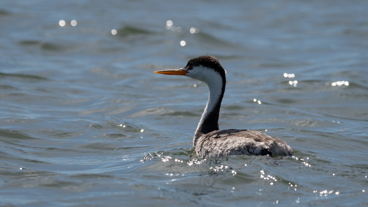 Clark's Grebe - ML213185741