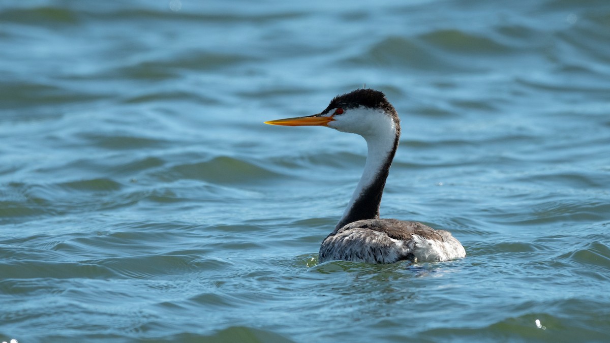 Clark's Grebe - ML213185781