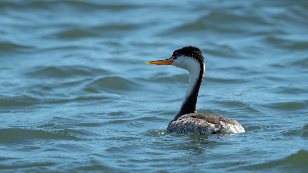 Clark's Grebe - ML213185791