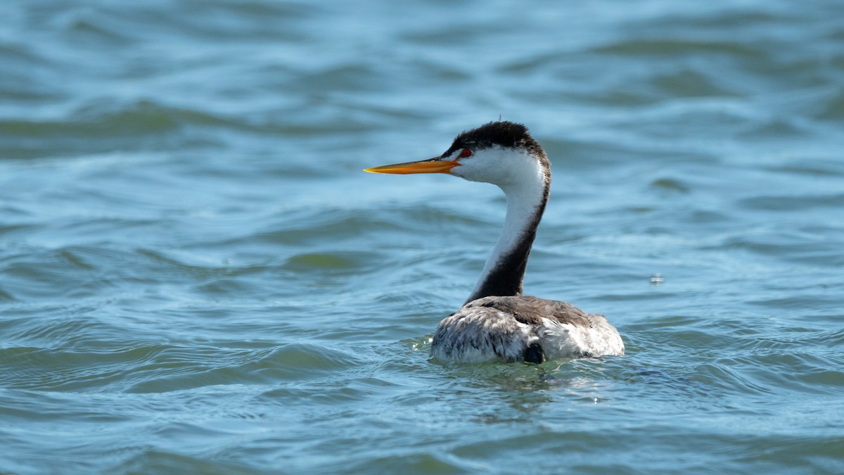 Clark's Grebe - ML213185821