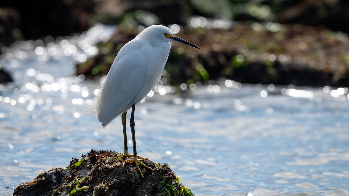 Snowy Egret - ML213185921