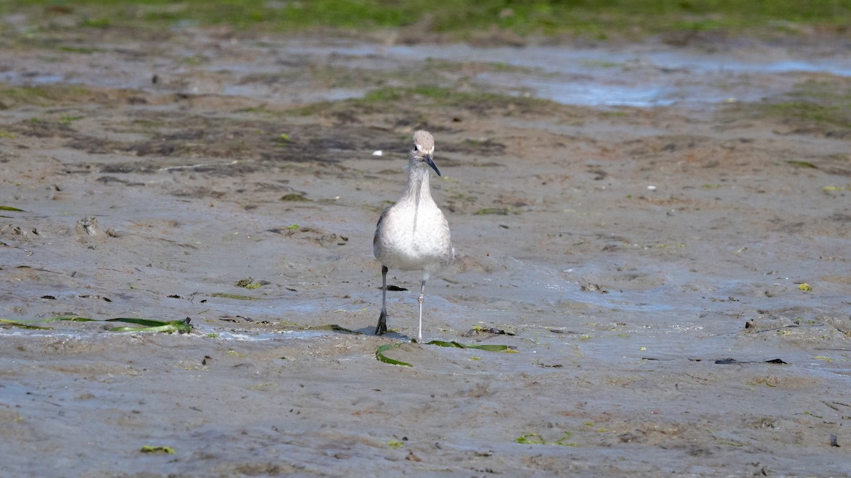 Willet - Mathurin Malby