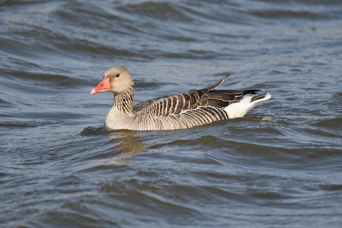 Graylag Goose - ML213186481