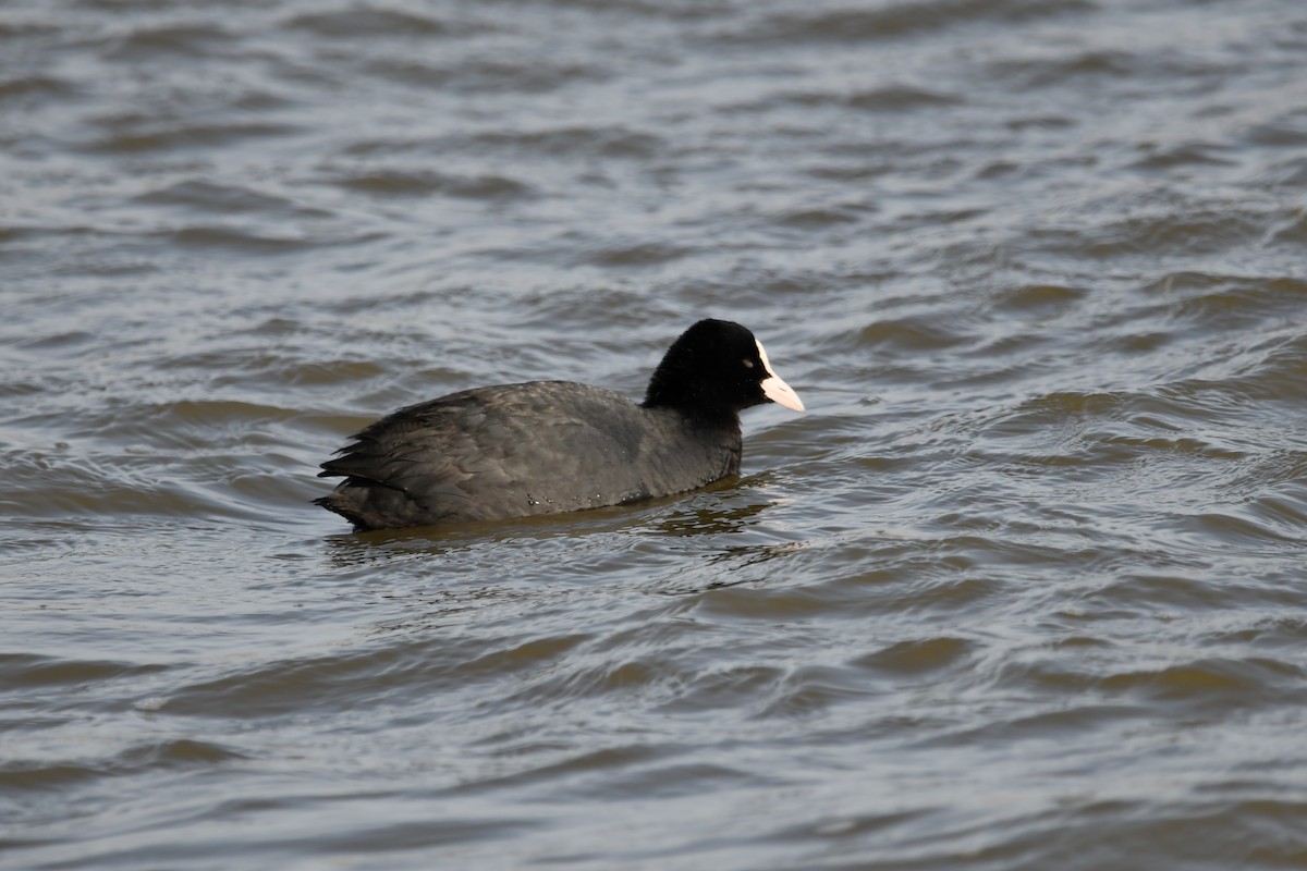 Eurasian Coot - ML213186571