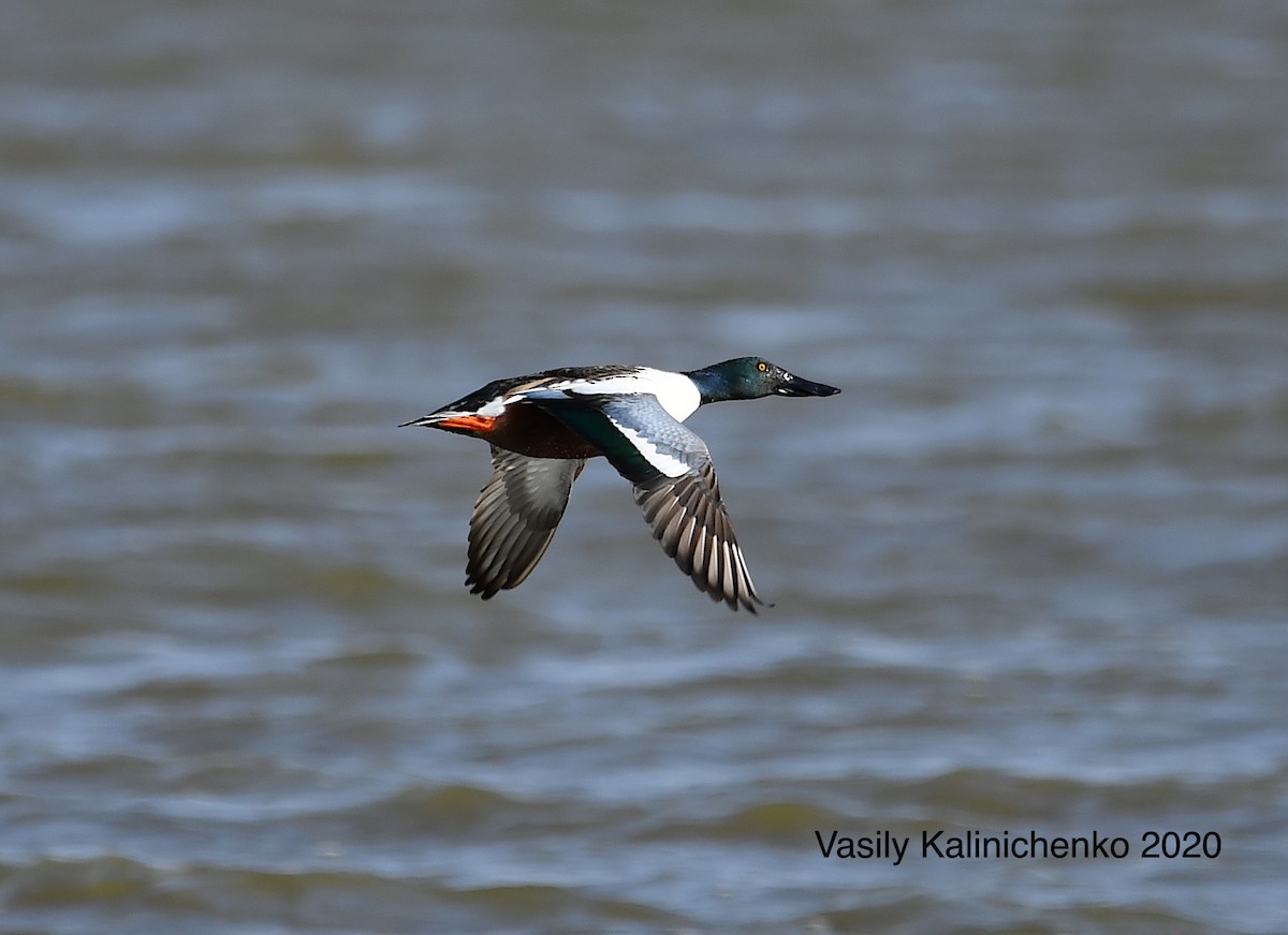 Northern Shoveler - ML213186611