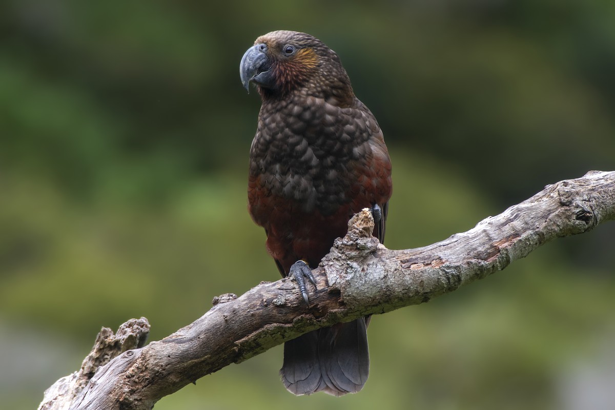 New Zealand Kaka - ML213186621