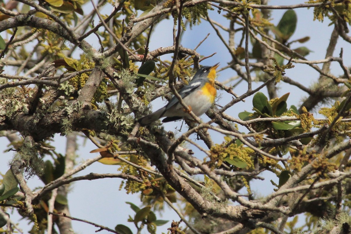 Northern Parula - ML213187021