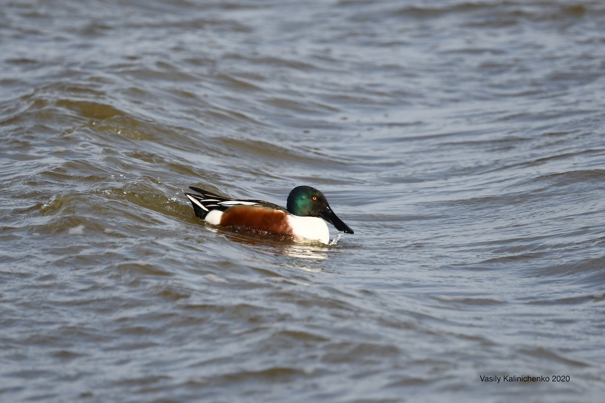 Northern Shoveler - ML213187471