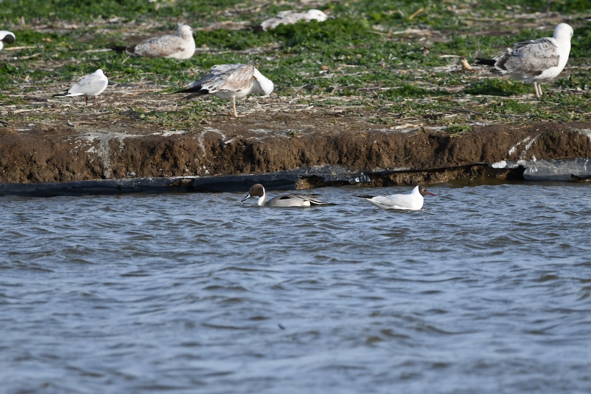 Northern Pintail - ML213187961